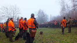Premnožené diviaky v trenčianskom lesoparku si vzali na mušku poľovníci