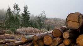 Budúcnosť Karpatských bukových pralesov je nejasná