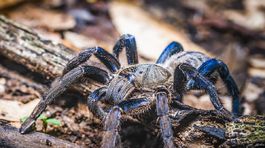 V Guyane našli modré tarantuly