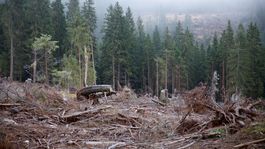 Máme lesov viac alebo menej? Metódy rátania sa líšia