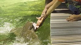 Zoo Lešná: Mäsožravé raje žerú deťom z dlane