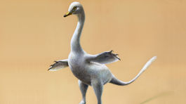 Praveký tvor bol niečo medzi kačkou a velociraptorom