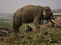 India, slon