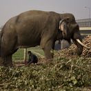 India, slon