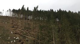 veterná smršť stromy