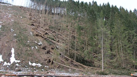 Smutný pohľad na zvyšný les vo Vrátnej doline.