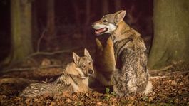 Seriál Vlci otvára neobvyklá úvodná pieseň. Bude sa niesť v duchu klasiky