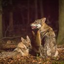 vlk, vlci, seriál Vlci,