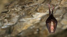 Vedci v Číne vystopovali zdroj epidémie SARS k netopierom