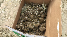 Trump a Mnuchin dostali za daňovú reformu balík konského hnoja