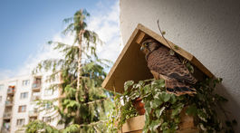 Prečo baví vtáky bývať v meste?