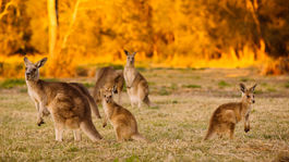 Klokany hynú pre neznámu chorobu, koaly decimujú chlamýdie