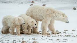 Medvede v Arktíde ohrozuje topenie ľadovcov