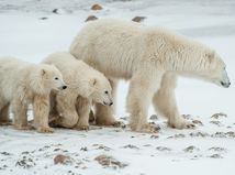 Ruský fotograf zachytil ľadové medvede...
