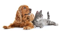 Je lepšie chovať mačku či psa?