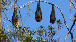 V Austrálii padajú zo stromov pečené netopiere