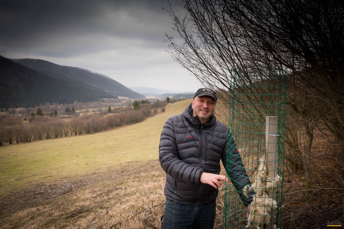 Tibor Papšo vysádza v chotári solitérne stromy.