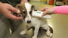 Zviera je stále vec, prelomový zákon mešká