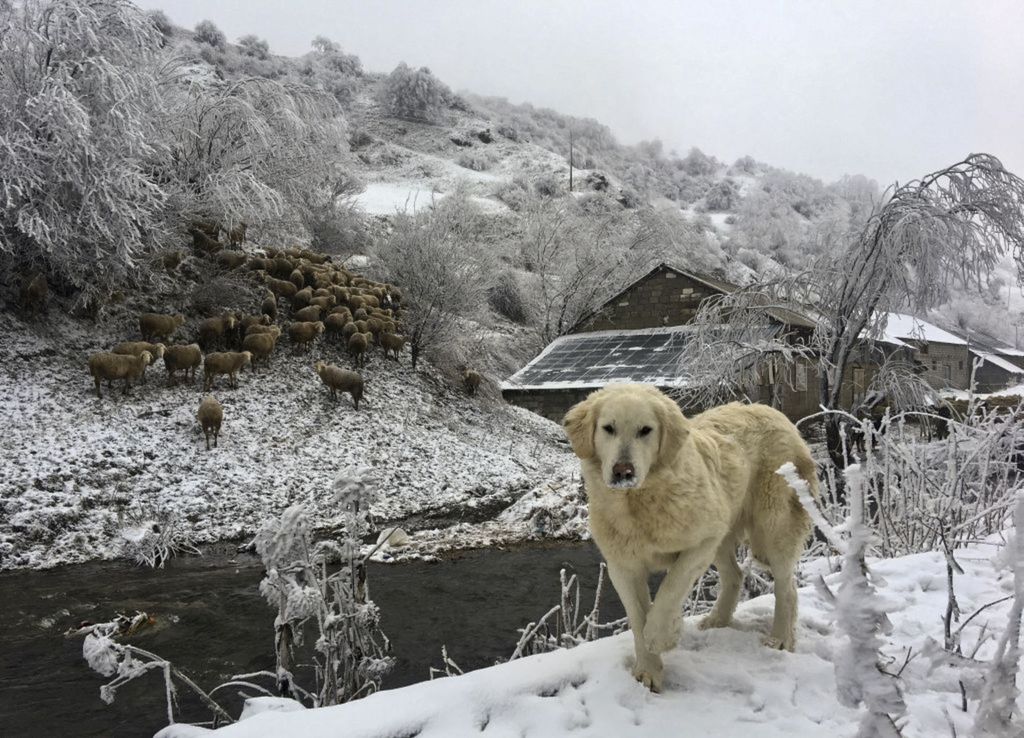 Kosovo, pes, ovčiarsky pes, ovce, stádo, zima, sneh, mráz