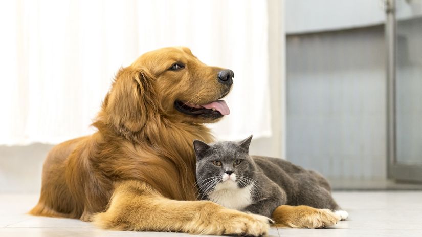 pes, mačka, domáce zvieratá