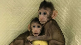 Vedci naklonovali prvé primáty, na rade môžu byť ľudia