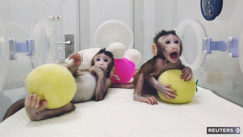 Primáty vedci naklonovali prvý raz koncom roku...