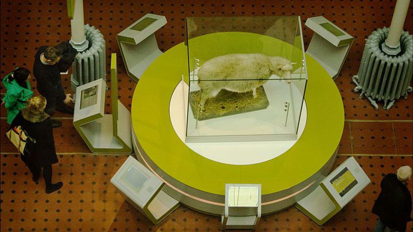 Úplne prvý vyklonovaný cicavec - ovca Dolly -...