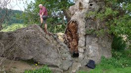 Loví stromy, trofejami sú príbehy