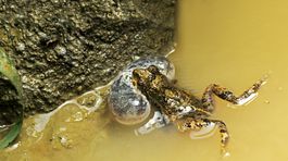 Veľa zvierat počíta lepšie ako človek