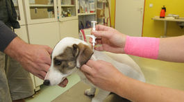 Veterinári majú pri cenách za čipovanie voľné ruky