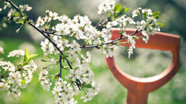 Kalendár zahradkára: Čo musíte urobiť v záhrade v marci?