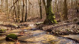 Rieka a les. Vzťah za milióny eur