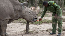 Uhynul posledný samec nosorožca tuponosého severného