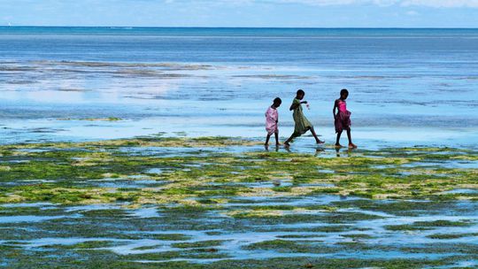 Počas odlivu oceán ustúpi až niekoľko stoviek...