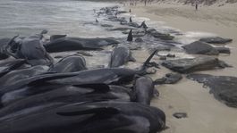 Na pobreží Austrálie uviazlo 150 delfínov krátkoplutvých, väčšina uhynula