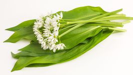 Medvedí cesnak - prírodné antibiotikum