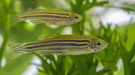 Správanie zvierat pomáha vysvetliť aj matematika