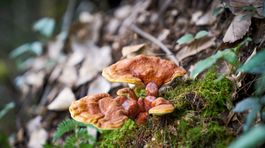 Reishi - medicinálna huba proti starnutiu?