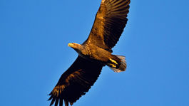 Otráv vzácnych dravcov je čoraz viac