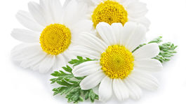 5 vzácnych pomocníkov pleti