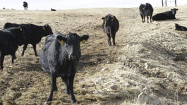 VIDEO: Choré kravy na poľských bitúnkoch, mäso môže byť aj na Slovensku