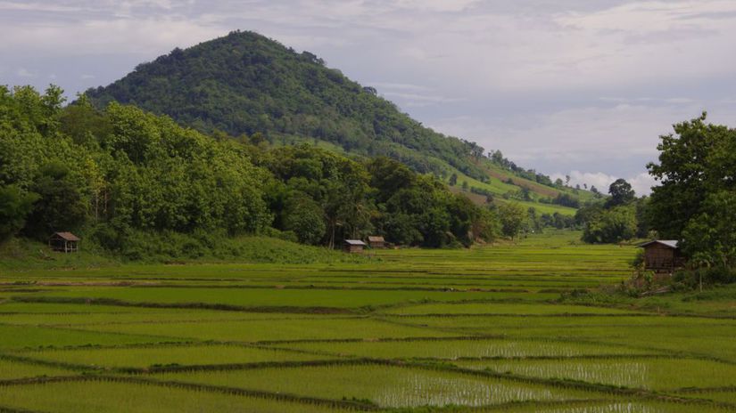 Laos - začiatok ryžovej sezóny