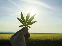 marihuana, drogy