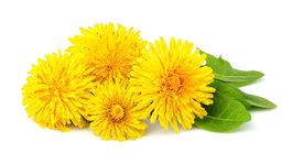 Púpava má miesto na jarnom stole