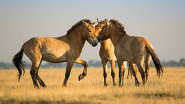 Kone Przewalského nie sú posledné divo žijúce kone na svete