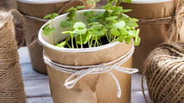 Kvetináče pre vaše bylinky? Nech potešia aj vaše oči!