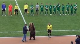 VIDEO: Atrakcia alebo týranie zvierat? Ruský medveď vyvolal polemiku