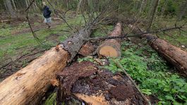 Na Devínskej Kobyle podľa mesta neprávom vyrúbali zdravé stromy