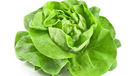 Na Antarktíde sa prvýkrát urodila zelenina