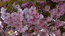 V horúcom apríli zažívajú alergici hektiku